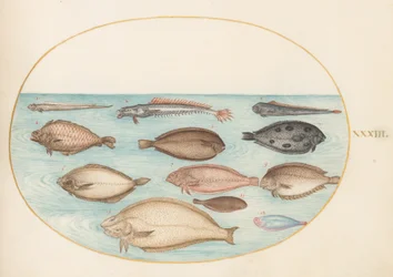 Planche 33 : Sole et autres poissons plats avec poisson-bande (?)