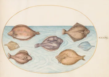 Planche 34 : Sept poissons plats