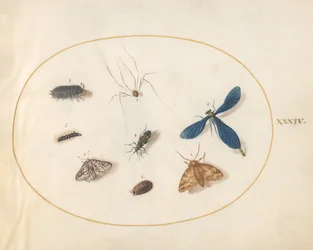 Planche 34 : Deux papillons de nuit avec une araignée, une chenille et quatre autres insectes