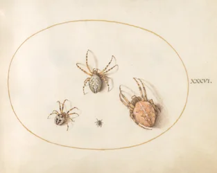 Planche 36 : Trois grandes araignées et une petite araignée