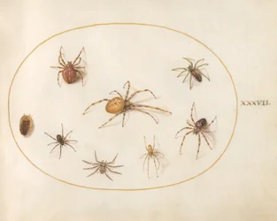 Planche 37 : Sept araignées et un insecte