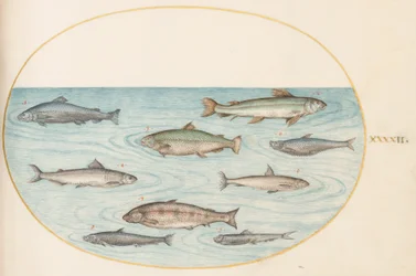 Planche 42 : Neuf poissons