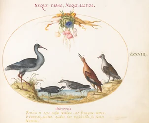Planche 43 : Bécasseaux et autres oiseaux de rivage admirant une guirlande de fleurs