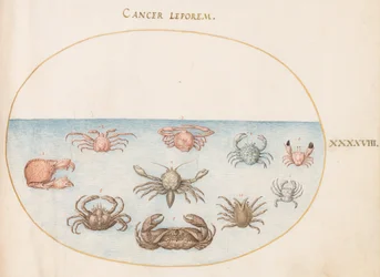 Planche 48 : Dix crabes