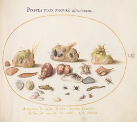 Planche 51 : Mollusques Murex, coquillages, bernard-l