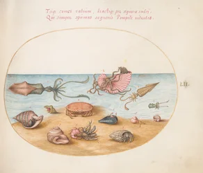 Planche 52 : Un argonaute, calmar, crabes ermites, coquillages et un crabe