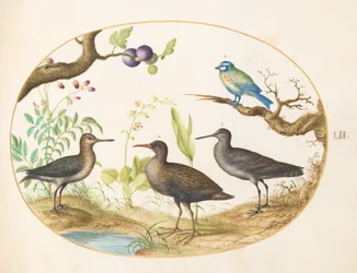 Planche 52 : Mésange bleue avec trois oiseaux échassiers et un figuier