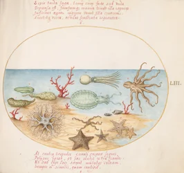 Planche 53 : Concombres de mer, Corail, Poulpe, Étoile de mer, Calmar et autres créatures marines