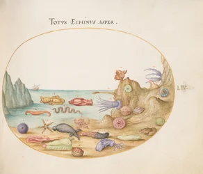 Planche 54 : Concombres de mer, oursins, étoiles de mer, une ortie de mer, un "lièvre de mer" et autres vies marines