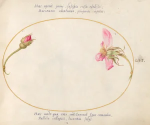 Planche 56 : Un bouton de rose et une rose rose en décomposition