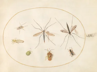 Planche 59 : Sept insectes, y compris une punaise de l