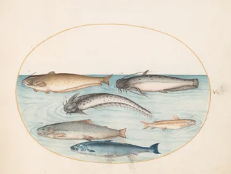 Planche 5 : Trois poissons-chats, un saumon et deux autres poissons