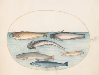 Planche 5 : trois poissons-chats, un saumon et deux autres poissons