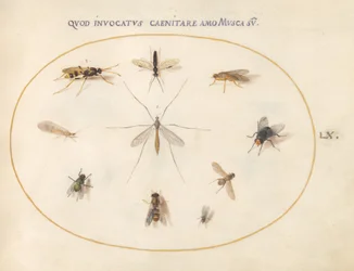 Planche 60 : Mouches et autres insectes