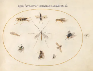 Planche 60 : Mouches et autres insectes, vers 1575/80