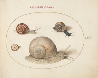 Planche 61 : Quatre escargots