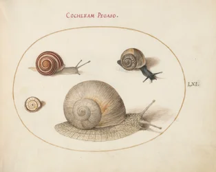 Planche 61 : Quatre escargots