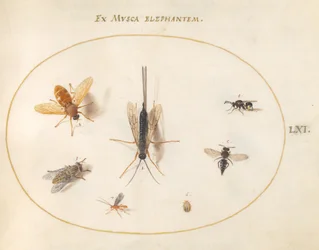 Planche 61 : Sept insectes, y compris des mouches
