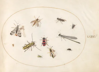 Planche 64 : Onze insectes, dont une libellule et un longicorne