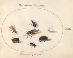 Planche 67 : Sept insectes, dont un papillon blanc et une abeille