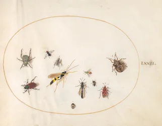 Planche 72 : Punaise des bois, punaise de cannelle, guêpe et autres insectes