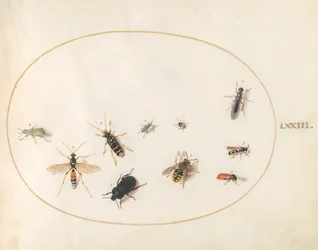 Planche 73 : Dix insectes
