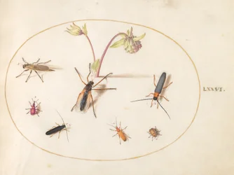 Planche 76 : Insectes avec une ancolie rose et crème