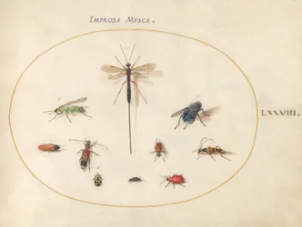Planche 78 : Dix insectes, dont une mouche bleue