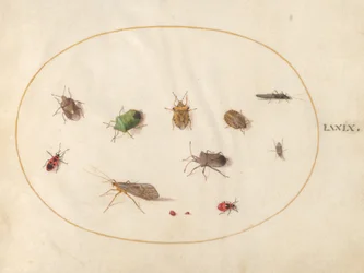 Planche 79 : Douze insectes, y compris des punaises