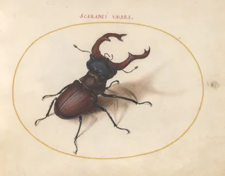 Scarabée, c.1575-80