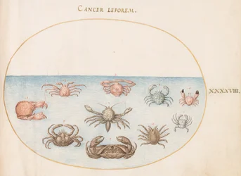 Crustacé, vers 1575-80