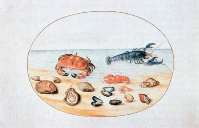 Coquillages et crustacés, 16ème siècle