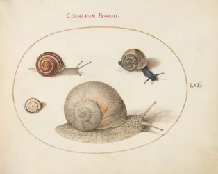 Escargot, vers 1575-80
