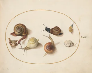 Escargot, c.1575-80