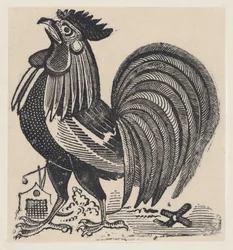 Un coq, vers 1880-1910