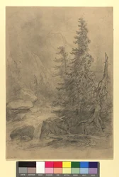 Ruisseau de montagne avec conifères