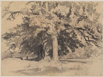 Hauts arbres près de Böding