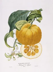 Histoire naturelle des orangers, 1818-20