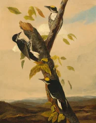 Pic tridactyle à dos noir, 1831-1833.