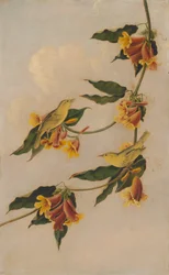 Fauvette jaune