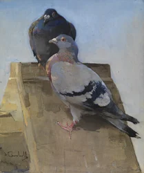 Pigeons sur le toit