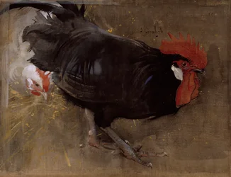 Le coq noir