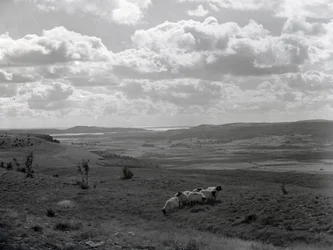 Un petit troupeau de mouflons à cornes à Scout Scar