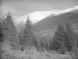 Les arbres de Noël poussent avec les montagnes enneigées derrière eux