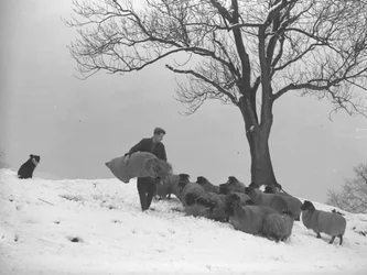 Agriculteur transportant un sac de foin pour nourrir un troupeau de moutons