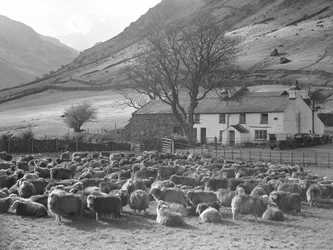 Champ de moutons devant une ferme