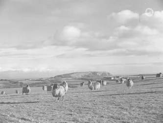Troupeau de moutons dans un champ en train de brouter près de Humphrey Head