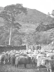 Troupeau de moutons au premier plan