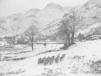 Troupeau de moutons dans la neige à Langdale