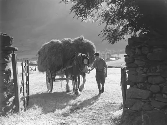 Cheval tirant une charrette de foin chargée à travers un portail